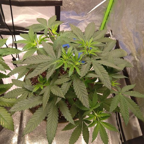 Unknown strain growlog timeline photo