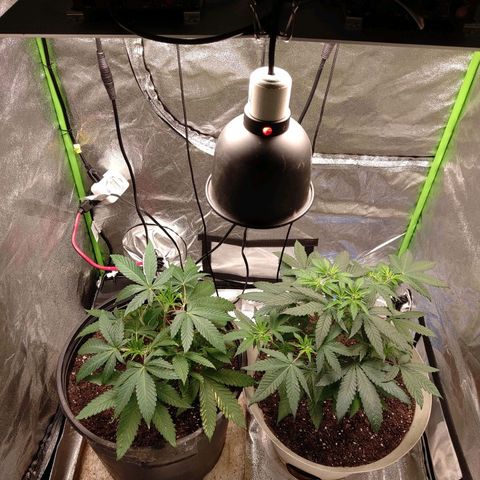 Unknown strain growlog timeline photo