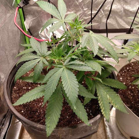 Unknown strain growlog timeline photo