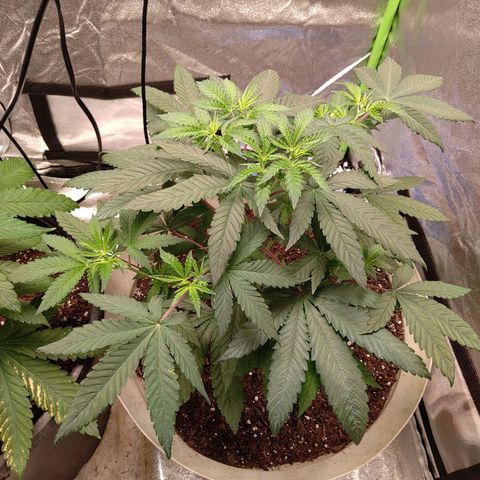 Unknown strain growlog timeline photo