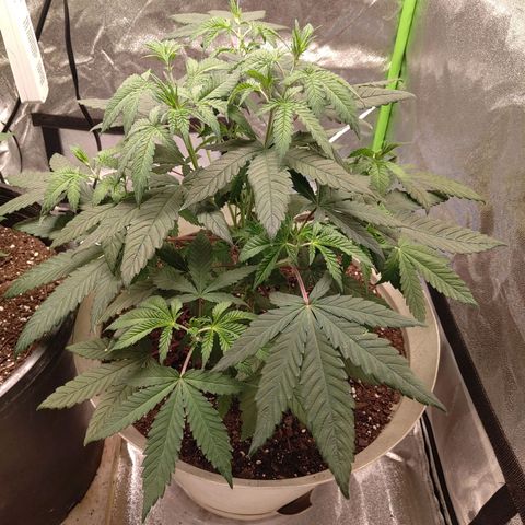 Unknown strain growlog timeline photo