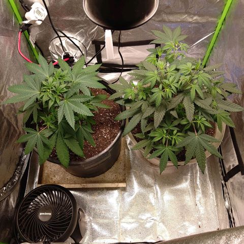 Unknown strain growlog timeline photo