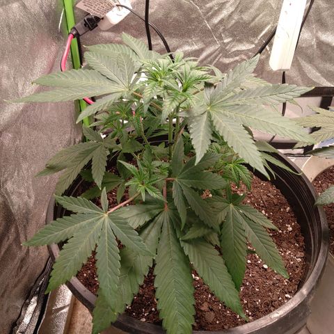 Unknown strain growlog timeline photo