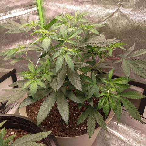 Unknown strain growlog timeline photo