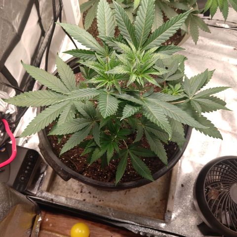 Unknown strain growlog timeline photo