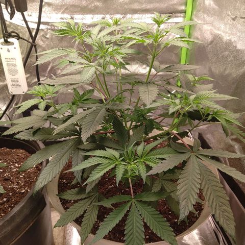 Unknown strain growlog timeline photo