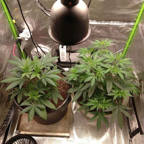 Unknown strain growlog timeline photo