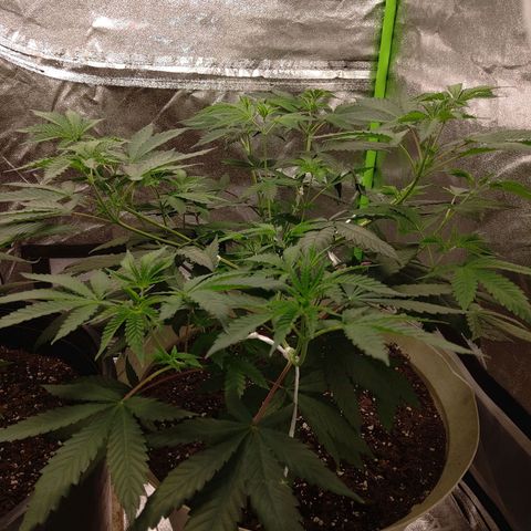 Unknown strain growlog timeline photo