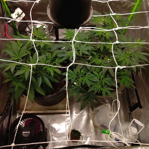 Unknown strain growlog timeline photo