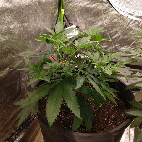 Unknown strain growlog timeline photo
