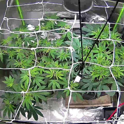 Unknown strain growlog timeline photo