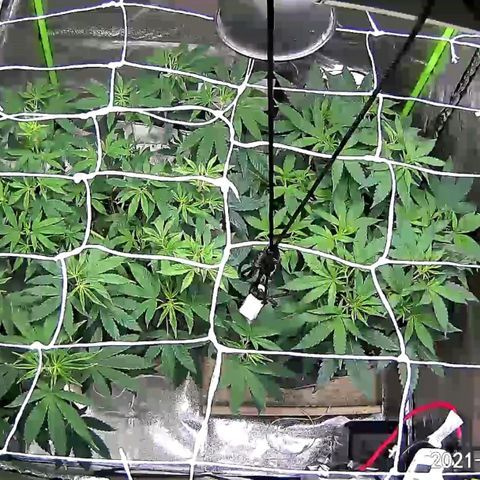 Unknown strain growlog timeline photo