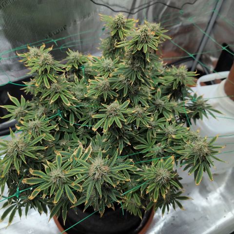Mazar growlog timeline photo