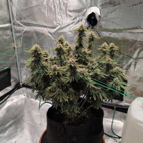 Mazar growlog timeline photo