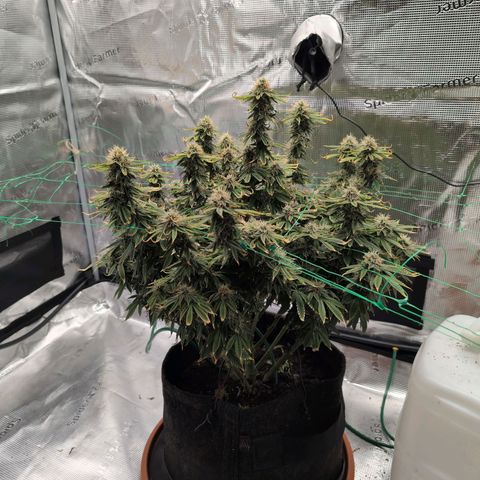 Mazar growlog timeline photo