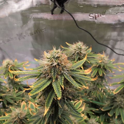 Mazar growlog timeline photo