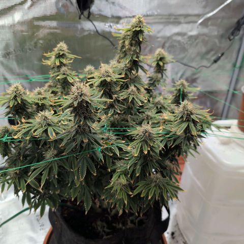 Mazar growlog timeline photo