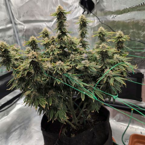 Mazar growlog timeline photo