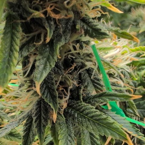 Mazar growlog timeline photo