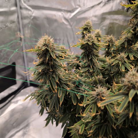 Mazar growlog timeline photo