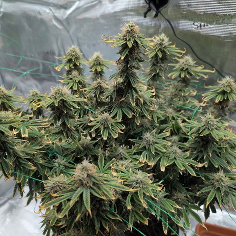 Mazar growlog timeline photo