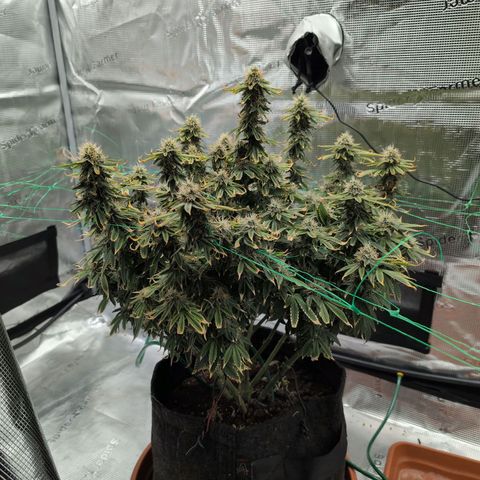 Mazar growlog timeline photo