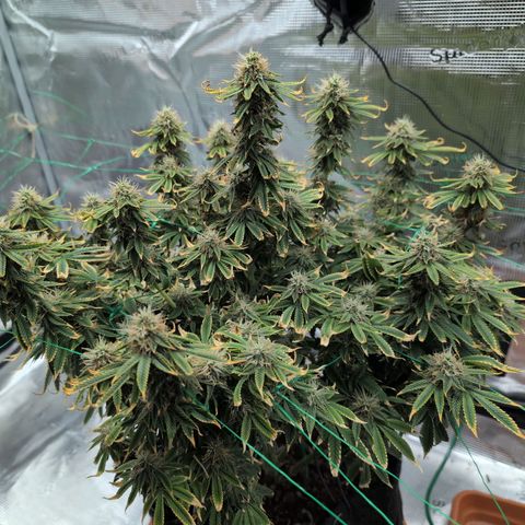 Mazar growlog timeline photo