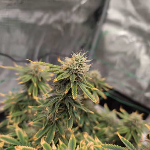 Mazar growlog timeline photo