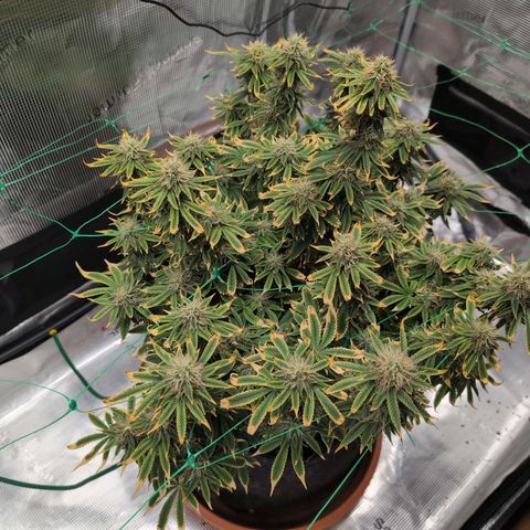 Mazar growlog timeline photo