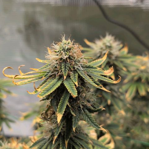 Mazar growlog timeline photo
