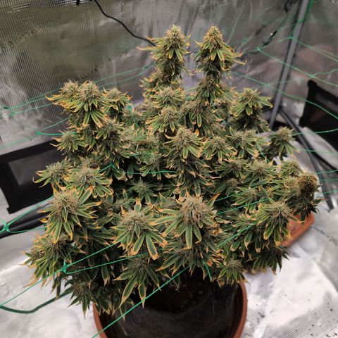 Mazar growlog photo: End of week 6