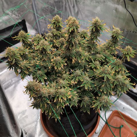 Mazar growlog photo: End of week 6