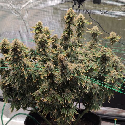 Mazar growlog photo: End of week 6