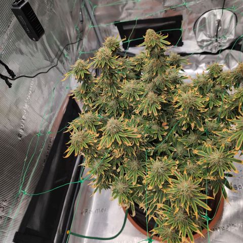 Mazar growlog photo: End of week 6