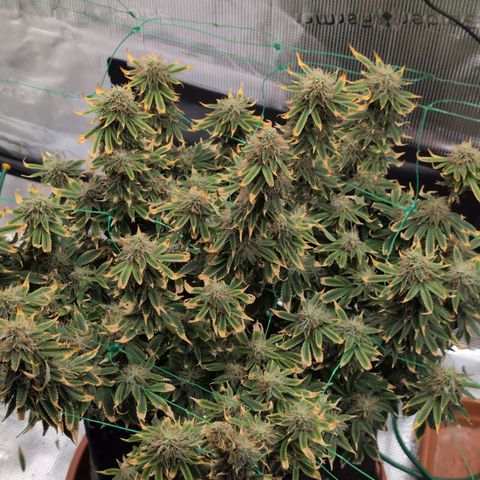 Mazar growlog photo: End of week 6