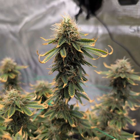 Mazar growlog timeline photo