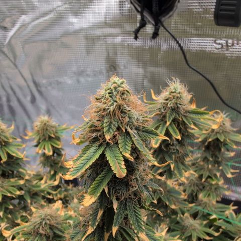 Mazar growlog photo: Start week 7 - buds beginning to swell