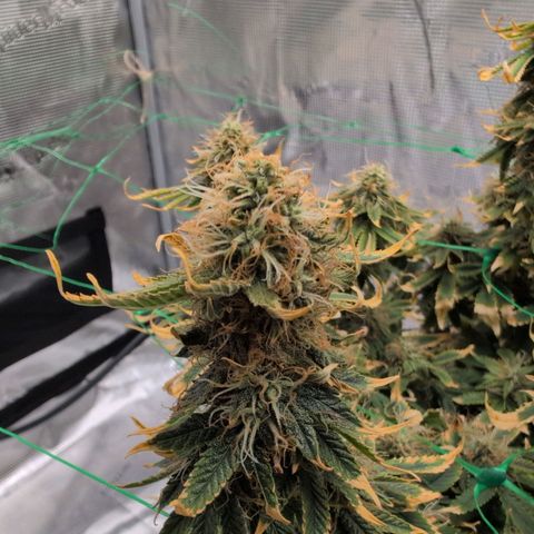 Mazar growlog timeline photo