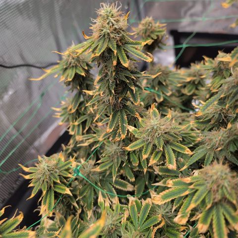Mazar growlog timeline photo