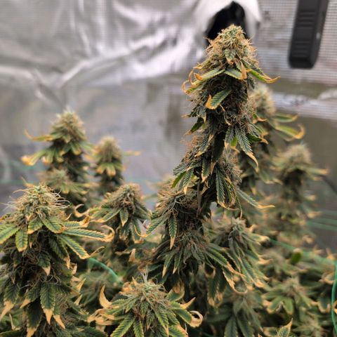 Mazar growlog timeline photo