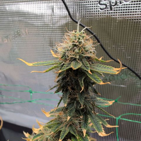 Mazar growlog timeline photo