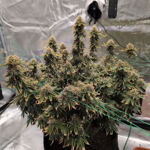 Mazar growlog timeline photo