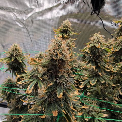 Mazar growlog timeline photo