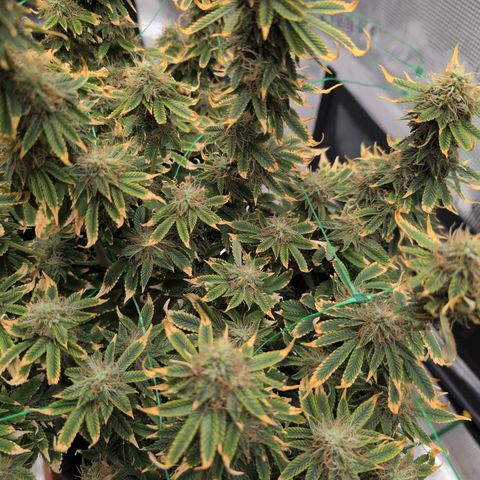 Mazar growlog photo: Start week 7 - buds beginning to swell 