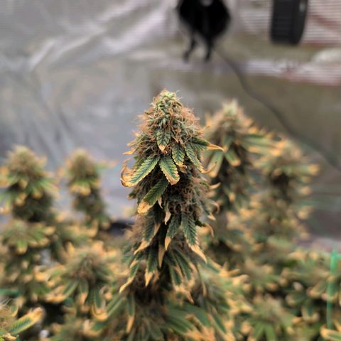 Mazar growlog photo: Mid week 7