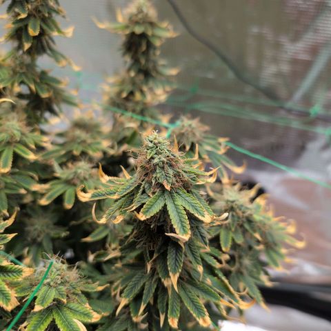 Mazar growlog photo: Mid week 7