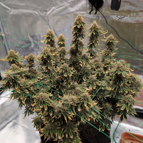 Mazar growlog photo: Mid week 7