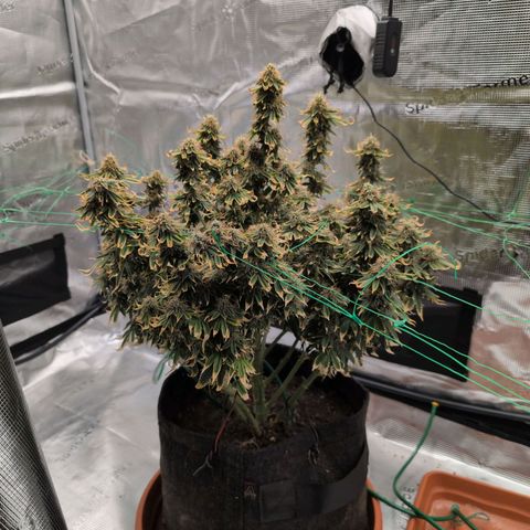 Mazar growlog photo: Mid week 7