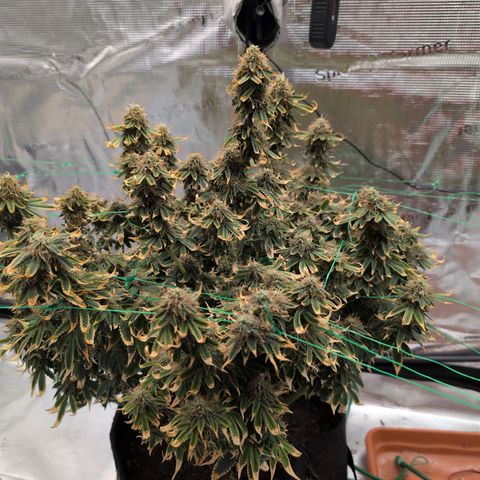 Mazar growlog photo: Mid week 7