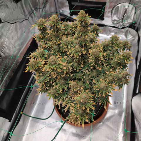 Mazar growlog photo: Mid week 7